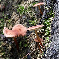 Чесночник обыкновенный (Mycetinis scorodonius)