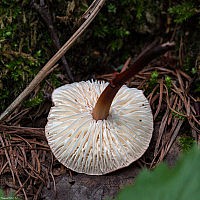 Чесночник обыкновенный (Mycetinis scorodonius)