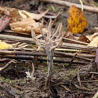 Клавулина пепельно-серая (Clavulina cinerea)