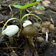 Энтолома садовая (Entoloma clypeatum)