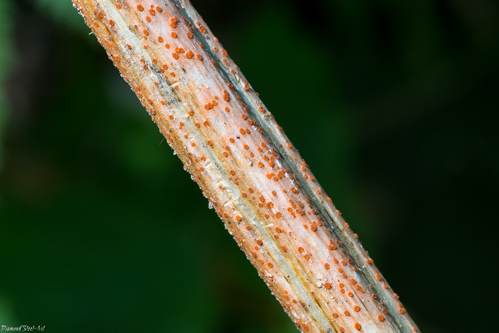 Каллория незамеченная (Calloria neglecta)