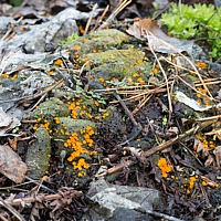 Хейлимения грязная форма альпийская (Cheilymenia stercorea f. alpina)