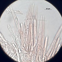 Лахнум босоногий (Lachnum nudipes)