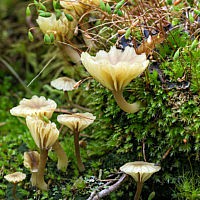 Лихеномфалия зонтиконосная (Lichenomphalia umbellifera)