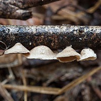 Щелелистник уховидный (Schizophyllum amplum)