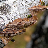 Дедалеопсис трёхцветный (Daedaleopsis tricolor)