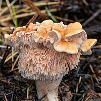 Ежовик рыжеющий (Hydnum rufescens)