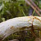 Маслёнок желтоватый (Suillus flavidus)