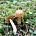 Маслёнок кедровый плачущий (Suillus plorans)