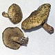 Маслёнок серый (Suillus viscidus)