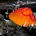 Плютей оранжевоморщинистый (Pluteus aurantiorugosus)