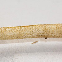 Плютей мелкоопушённый, коричневая форма (Pluteus tomentosulus f. brunneus)