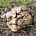Лиофиллюм скученный (Lyophyllum decastes)
