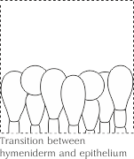 Переходное строение кожицы от гименидермы к эпителию (Transition between hymeniderm and epithelium)