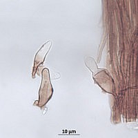 Ксеромфалина колокольчатая (Xeromphalina campanella). Каулоцистиды