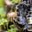 Аррения пельтигеровая (Arrhenia peltigerina)