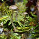 Аррения пельтигеровая (Arrhenia peltigerina)