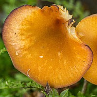 Говорушечка древесинная (Clitocybula lignicola)