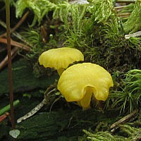 Лихеномфалия альпийская (Lichenomphalia alpina)