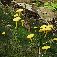 Лихеномфалия альпийская (Lichenomphalia alpina)