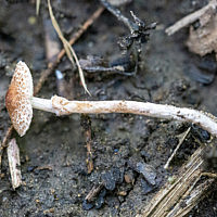 Лепиота буро-серая (Lepiota pseudolilacea)