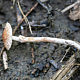 Лепиота буро-серая (Lepiota pseudolilacea)