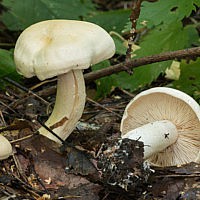 Рядовка частопластинковая (Tricholoma stiparophyllum)