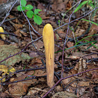 Клавариадельфус пестиковый (Clavariadelphus pistillaris)