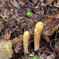 Клавариадельфус пестиковый (Clavariadelphus pistillaris)