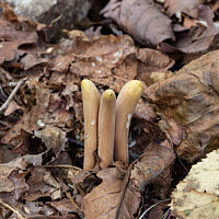 Клавариадельфус пестиковый (Clavariadelphus pistillaris)