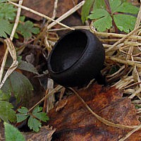 Донадиния сибирская (Donadinia sibirica)