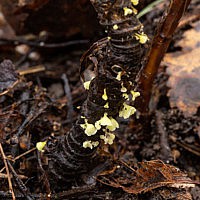 Калиптелла колокольчиковая (Calyptella campanula)