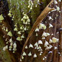 Калиптелла колокольчиковая (Calyptella campanula)
