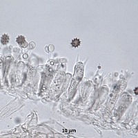 Волоконница красивоспоровая (Inocybe calospora). Базидии