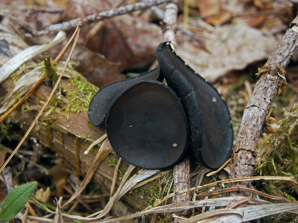 Псевдоплектания чёрная (Pseudoplectania melaena)