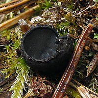 Псевдоплектания черноватая (Pseudoplectania nigrella)