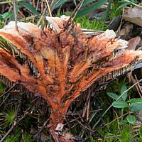 Гиднеллум оранжевый (Hydnellum aurantiacum)