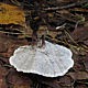 Феллодон чёрно-белый (Phellodon melaleucus)