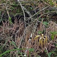 Аллоклавария пурпуровая (Alloclavaria purpurea)