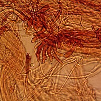 Ксеромфалина ясенелюбивая (Xeromphalina fraxinophila)