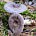 Млечник обыкновенный (Lactarius trivialis)