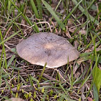 Меланолейка коротконожковая (Melanoleuca brevipes)