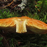 Чешуйчатка шафранно-красная (Pholiota astragalina)