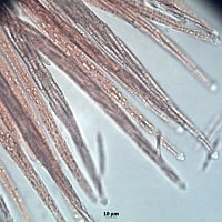 Толипокладиум длинносегментный (Tolypocladium longisegmentatum). Сумки