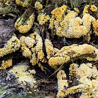 Линдтнерия золотистая (Lindtneria flava)