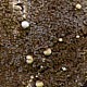 Нодулиспориум галлообразующий (Nodulisporium cecidiogenes) на плодовом теле кониофоры колодезной (Coniophora puteana)