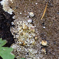 Нодулиспориум галлообразующий (Nodulisporium cecidiogenes) на плодовом теле кониофоры колодезной (Coniophora puteana)