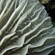 Говорушечка обильная (Clitocybula abundans)