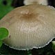 Говорушечка обильная (Clitocybula abundans)