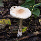 Лепиота щитковая (Lepiota clypeolaria)